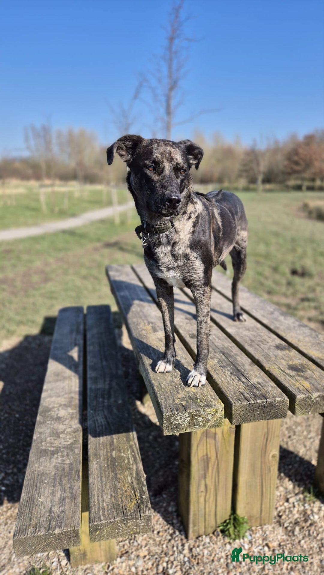 Rhodesian Ridgeback honden te koop: 🐾 Rhodesian Ridgeback kruising 🐾 - Afbeelding 14