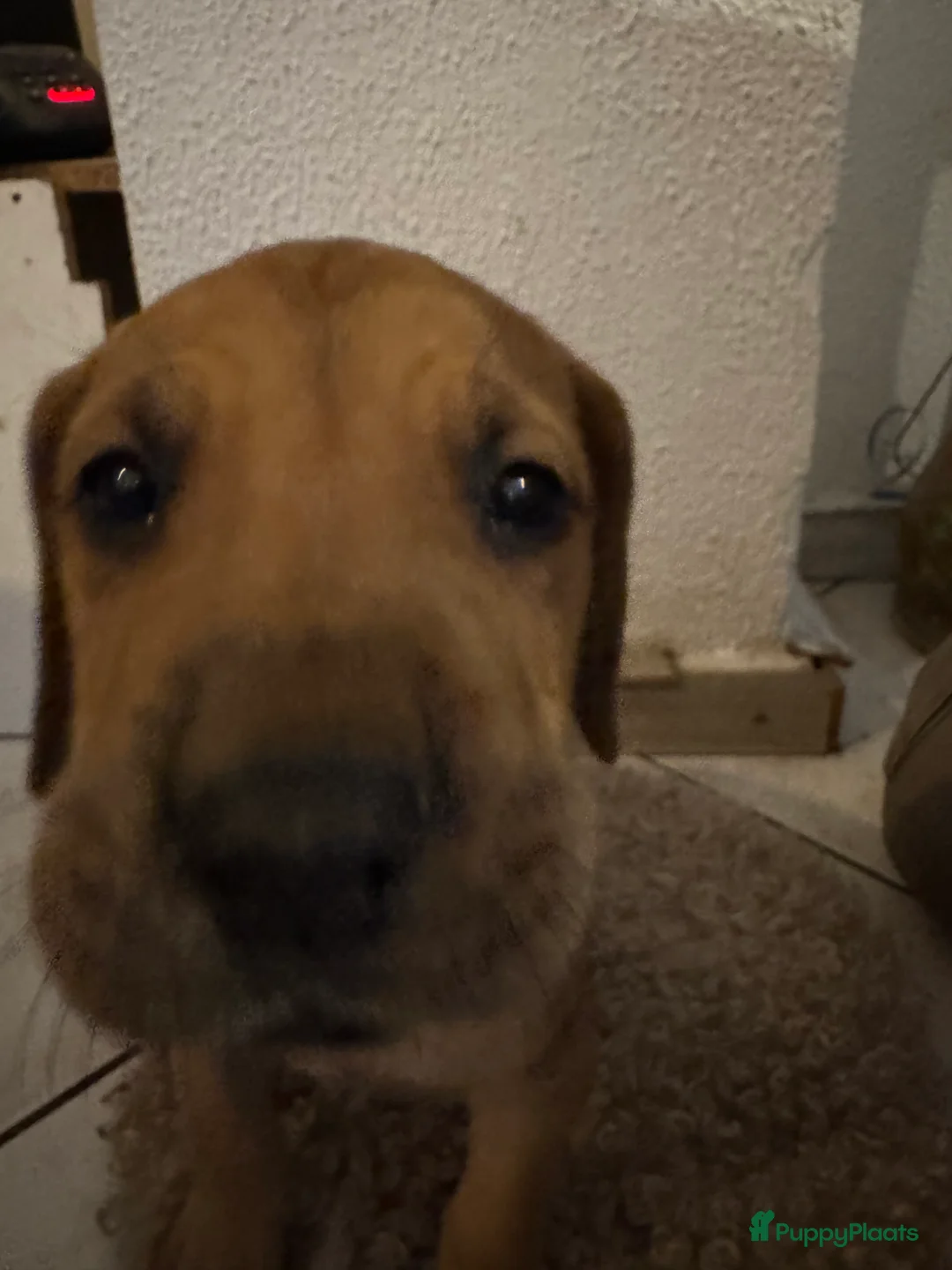 Duitse Dog honden te koop: Duitse dog puppies  - Advertentie 3