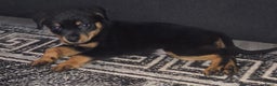 Rottweiler honden te koop: Rottweiler pups  - Advertentie 4