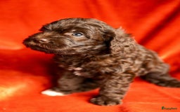Kruising honden te koop: nestje kruising Waterhond, labradoedel look-a-like - Afbeelding 3