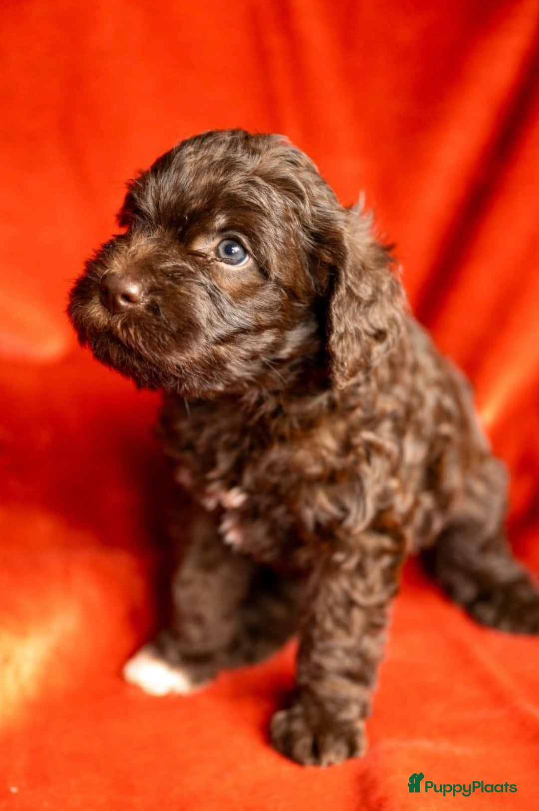 Kruising honden te koop: nestje kruising Waterhond, labradoedel look-a-like - Afbeelding 3