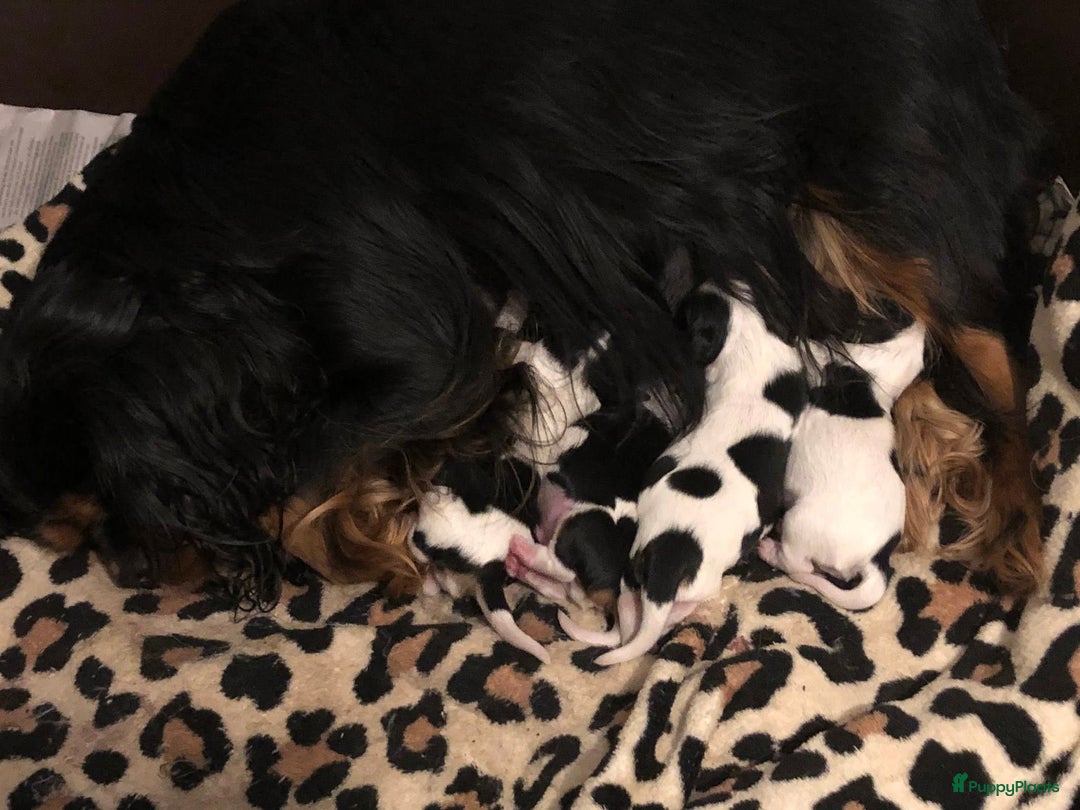 Cavalier King Charles Spaniel honden te koop: Cavalier King Charles Spaniel in Makkinga - Afbeelding 23
