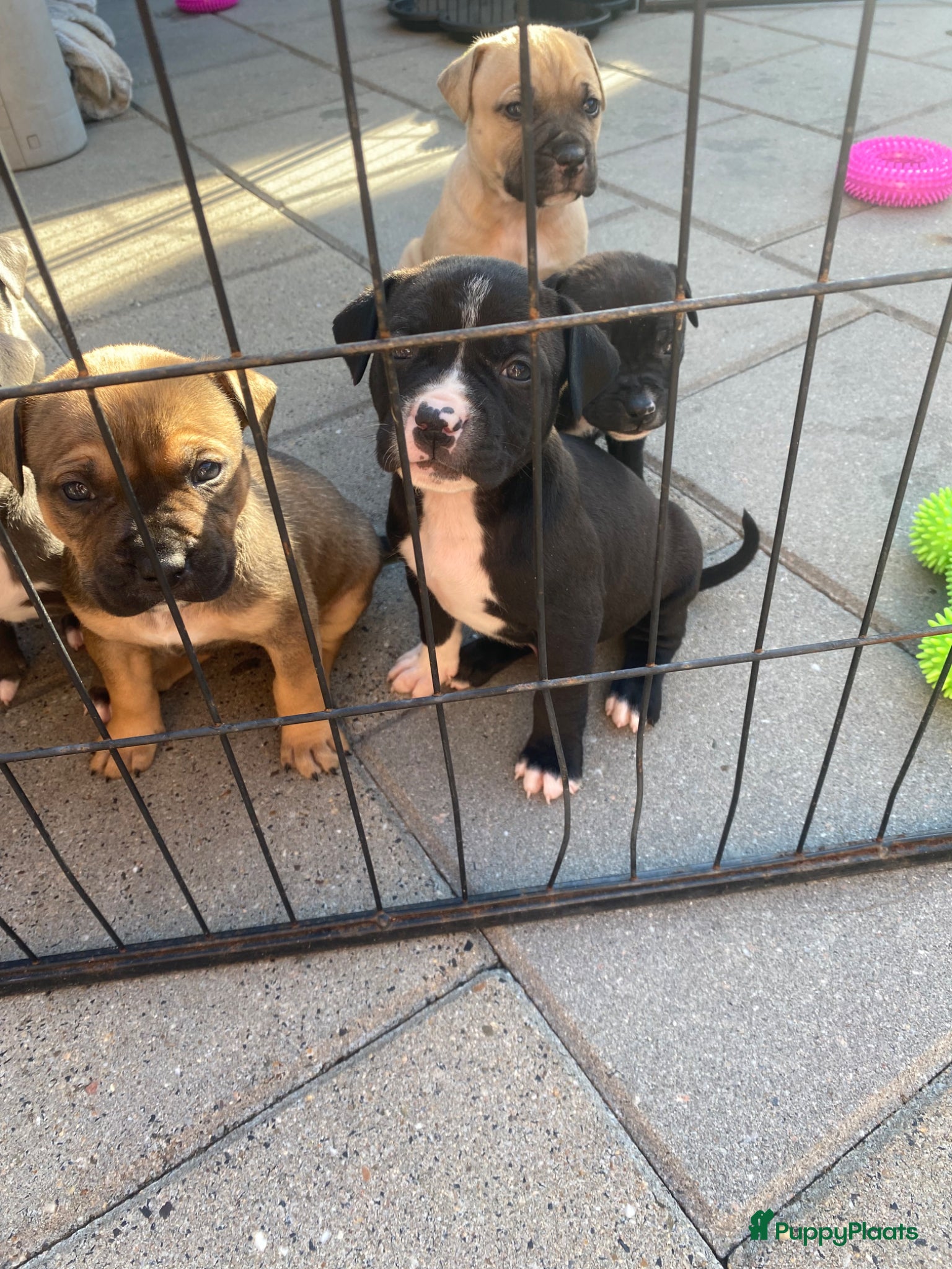 American Staffordshire Terriër honden American Stafford te koop - Advertentie 1