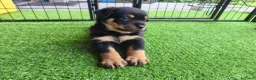 Rottweiler honden te koop: 8 Rottweiler pups. - Advertentie 20