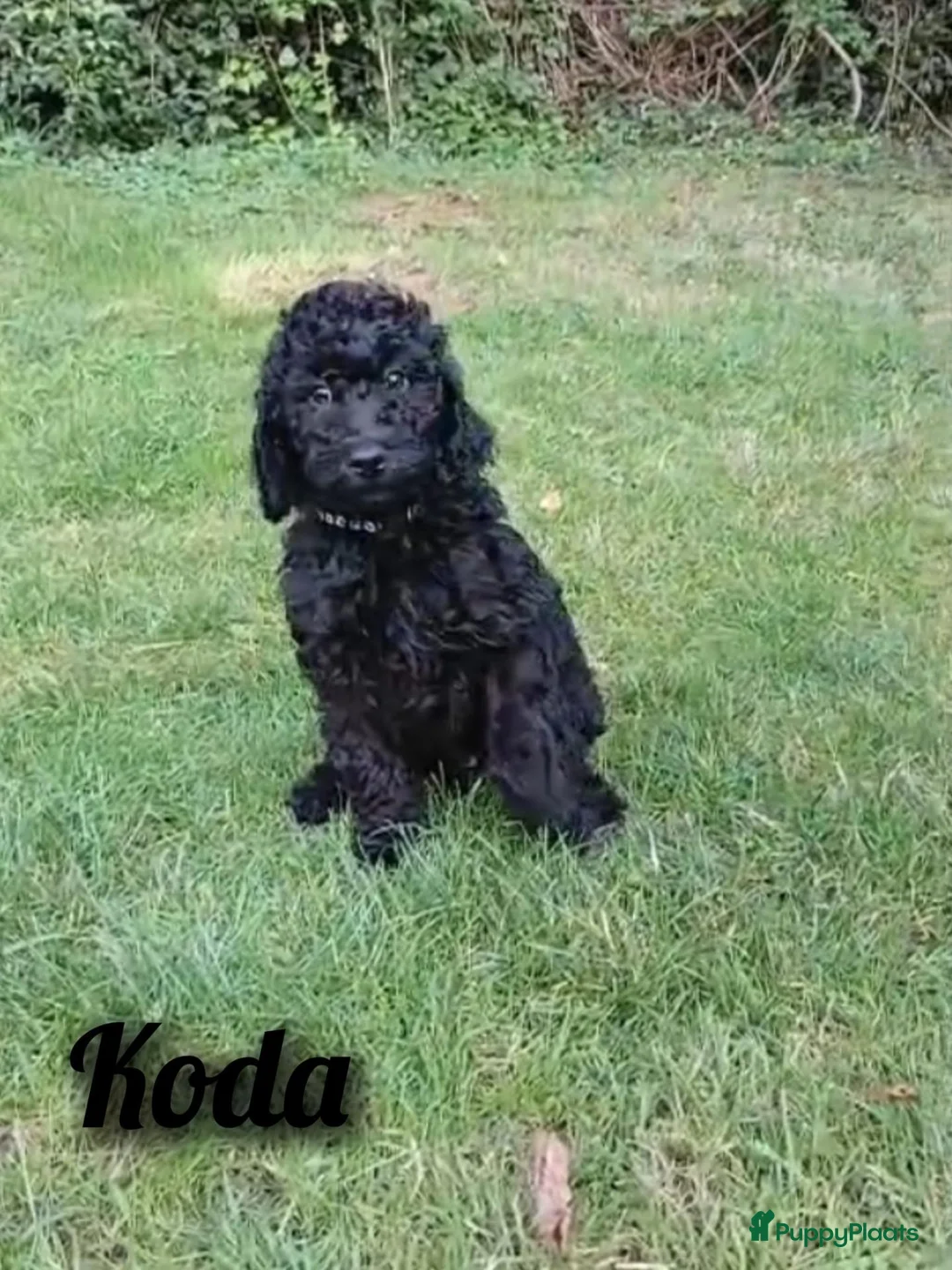 Poedel honden te koop: Prachtig nest zwarte Grote Poedel reutjes! - Advertentie 2