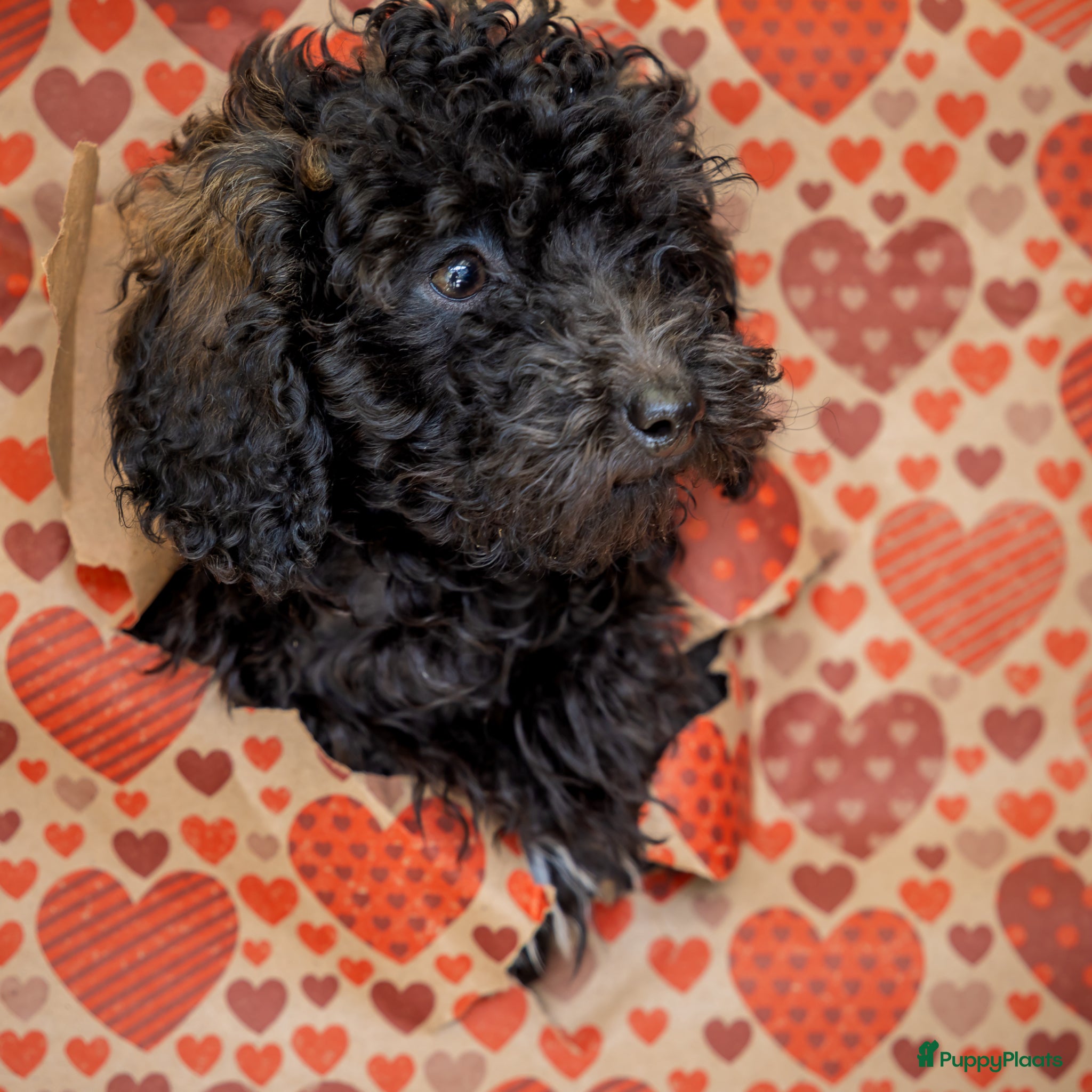 Dwergpoedel honden Kleine dwergpoedels - Advertentie 1