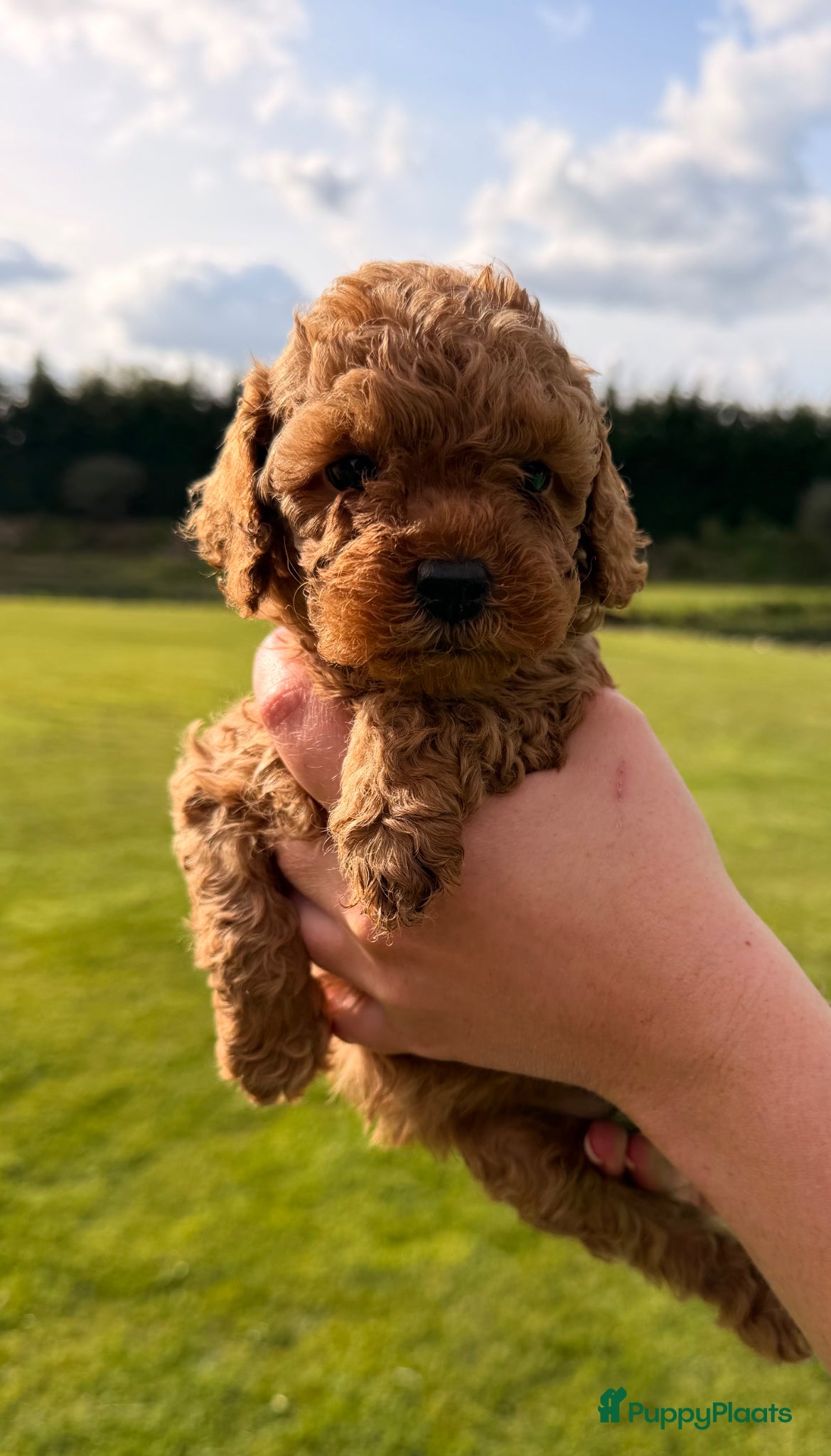 Poedel Toy honden Toy poedel pups te koop - Advertentie 1