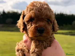 Poedel Toy honden Toy poedel pups te koop - Advertentie 1