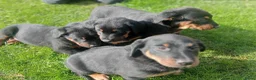 Beauceron honden te koop: Gezinshond Beauceron  in Strijbeek - Advertentie 6