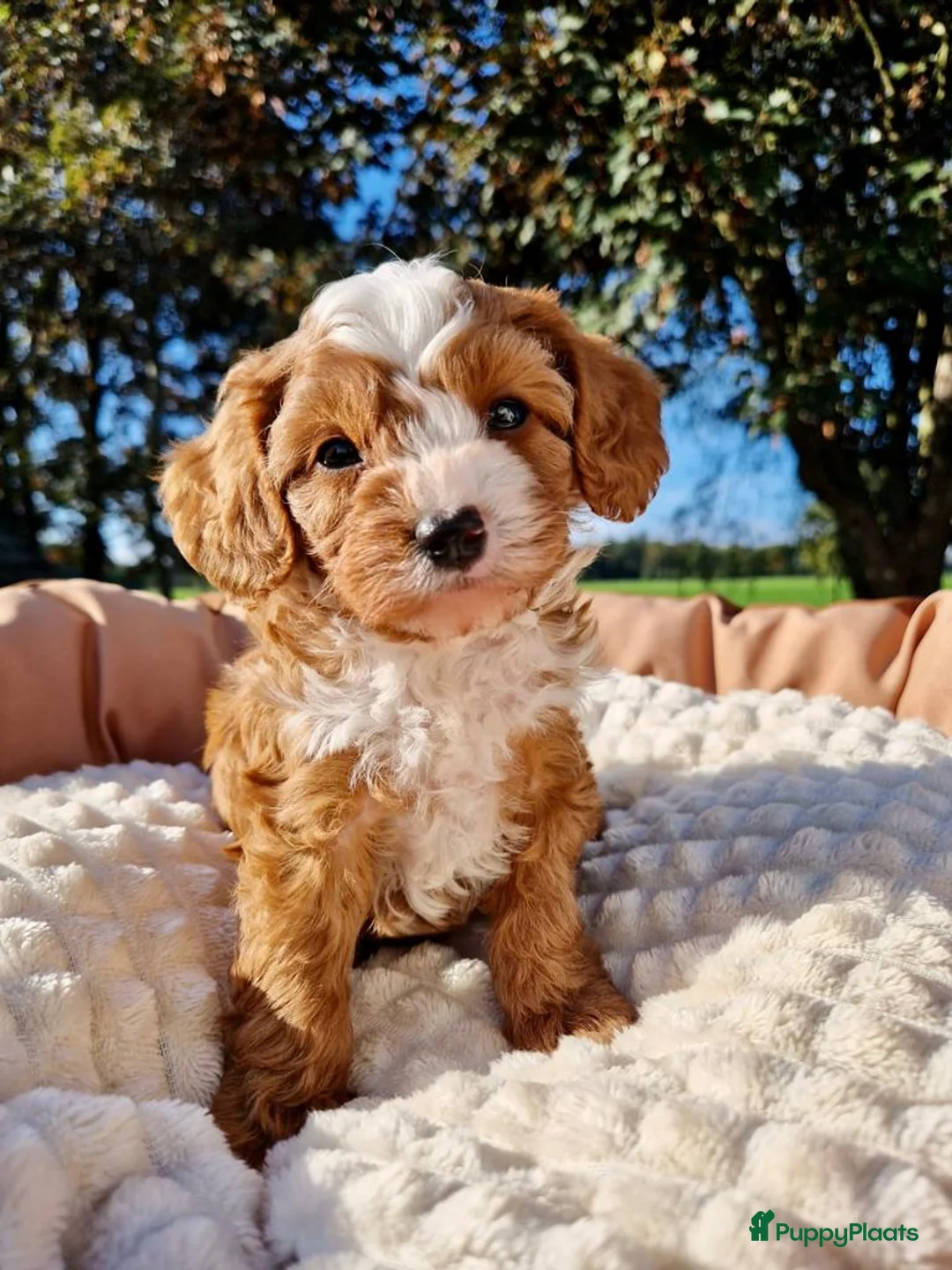 Kruising honden te koop: Boompoo pups - Advertentie 1