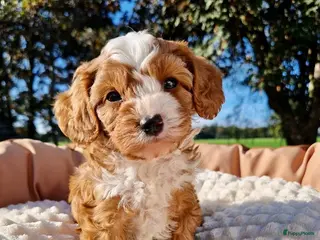 Kruising honden Boompoo pups - Advertentie 1