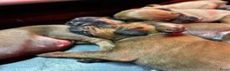 Rhodesian Ridgeback honden te koop: Prachtige Rhodesian Ridgeback pups met stamboom  - Advertentie 8