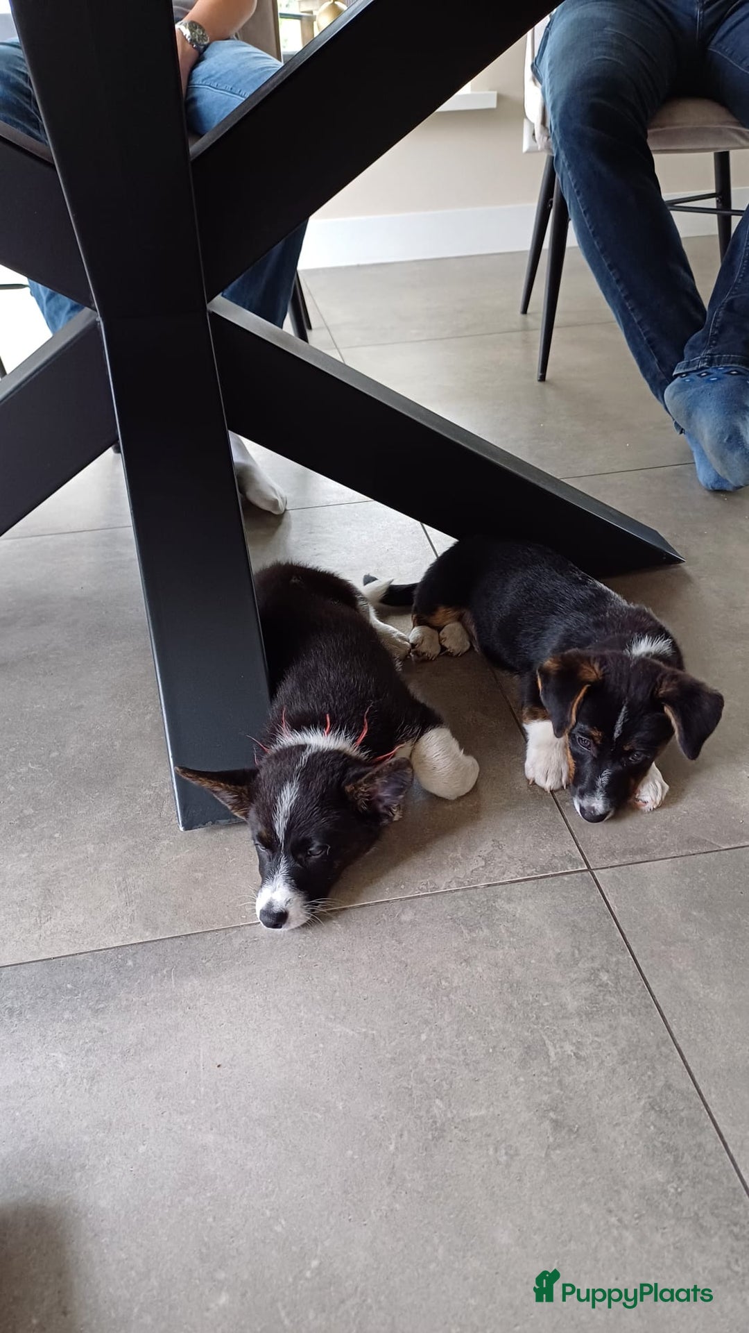 Welsh Corgi Cardigan honden te koop: 2 Welsh Corgi Cardigan pups te koop! in Barneveld - Afbeelding 3