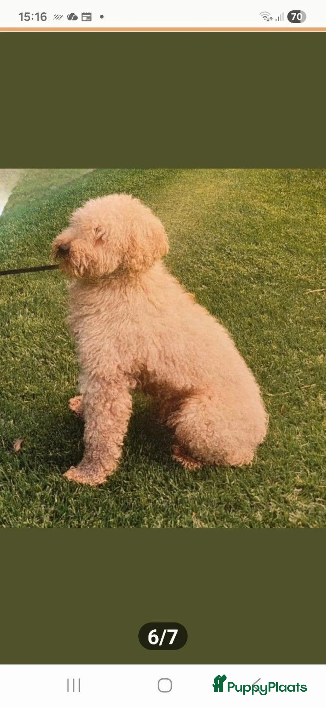 Labradoodle honden te koop: Labradoodle pups kleine maat reutjes F3  - Advertentie 5