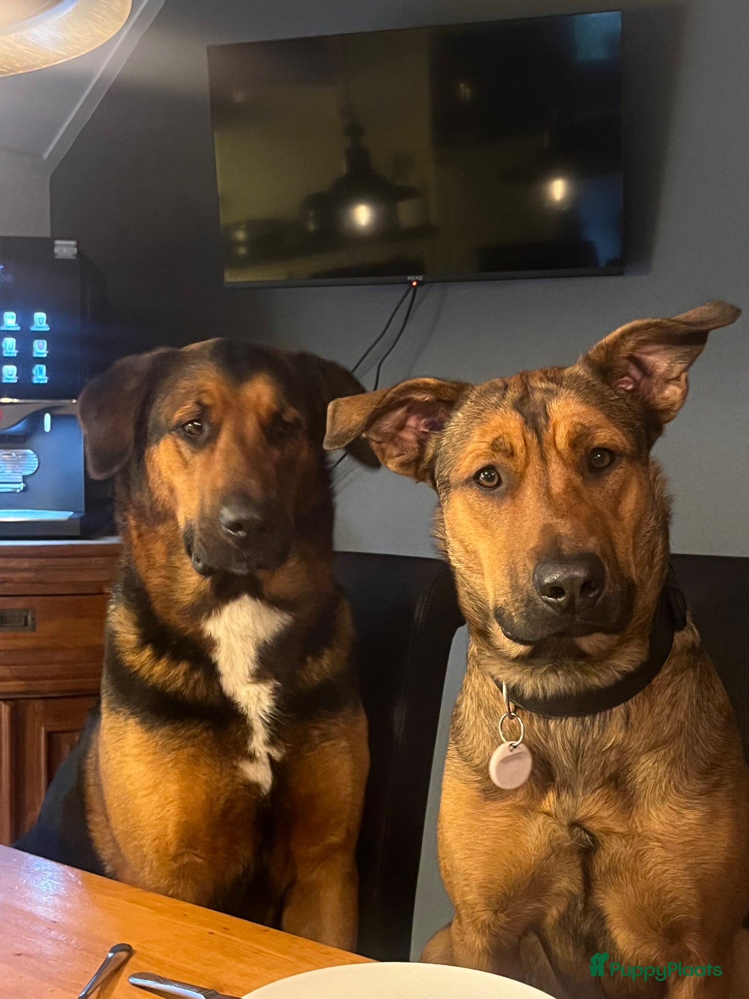 Kruising honden Kruising mechelse herder Berner sennen - Advertentie 11
