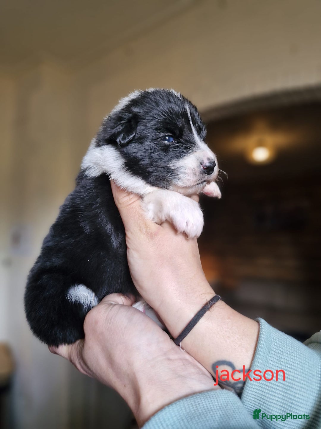 Kruising honden te koop: Zachtaardige Samollie  - Advertentie 9