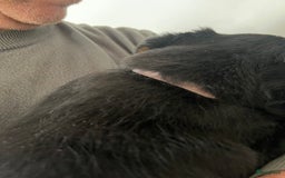 Rottweiler honden te koop: Prachtige super knappe puppy’s  in Haps - Afbeelding 19