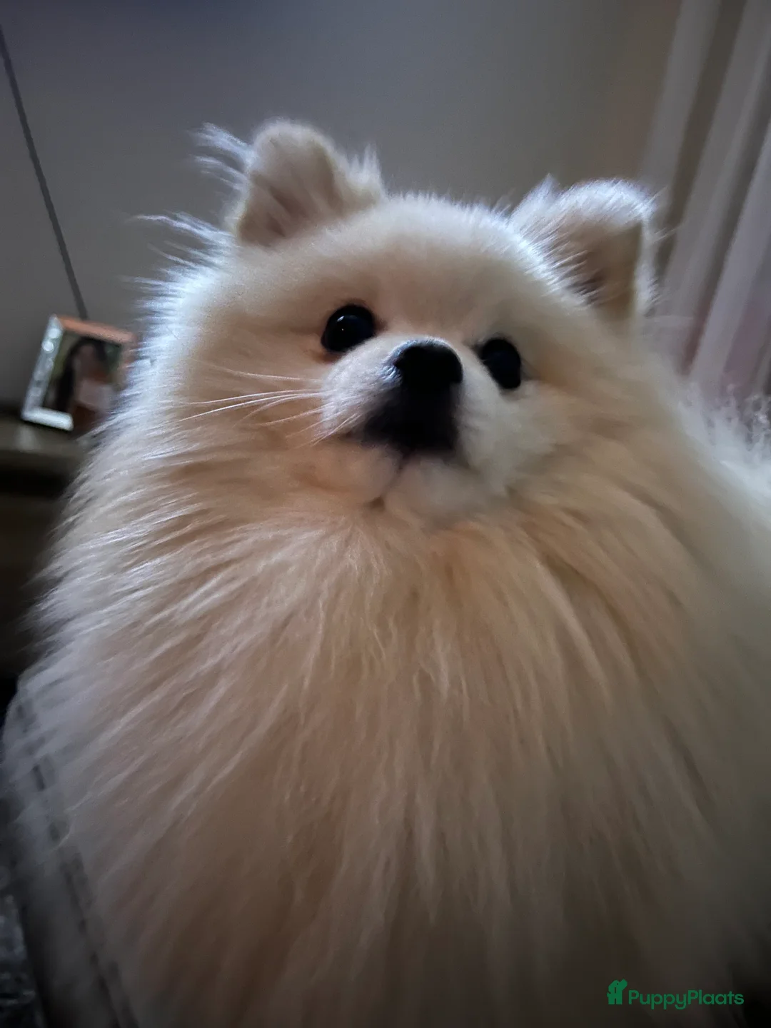 Pomeriaan honden ter dekking: Mooi dekreu pomeriaan (niet te koop) - Advertentie 5