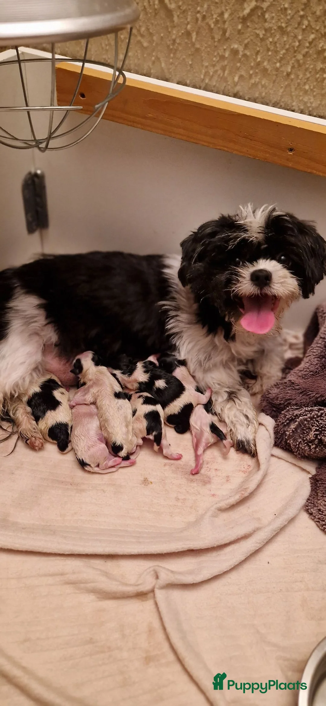 Kruising honden te koop: Maltezer thi tzu/ maltezer - Advertentie 2