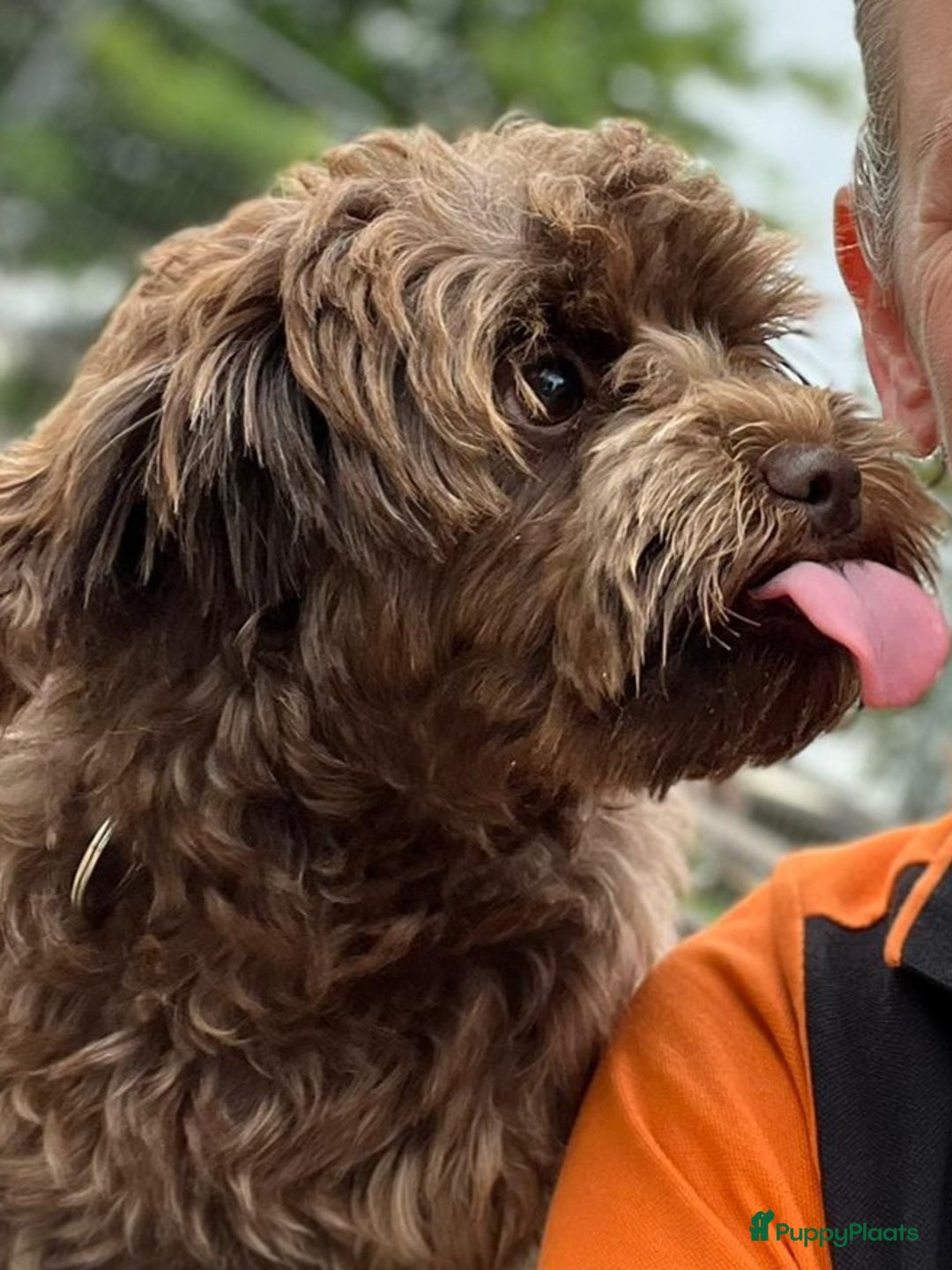 Shihpoo honden te koop: Choco shihpoo puppy teefje x toypoedel - Advertentie 7