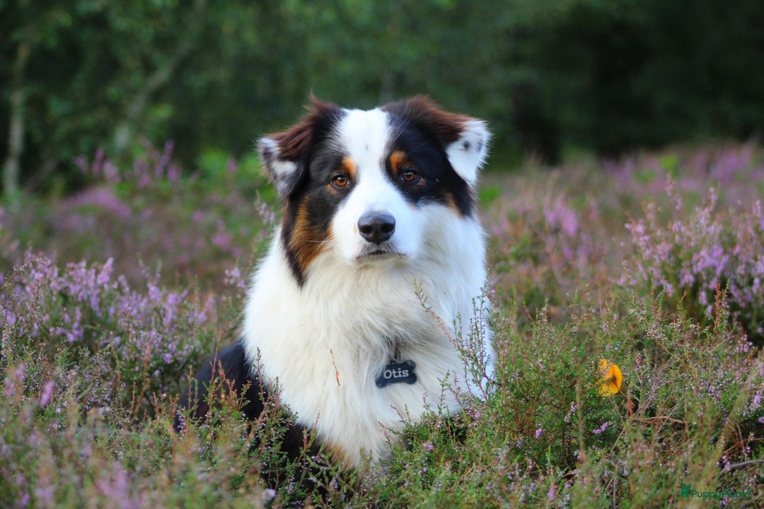 Australian Shepherd honden ter dekking: Raszuivere Australian Shepherd Black Tri Dekreu  in Ootmarsum - Afbeelding 5