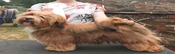 Havanezer honden te koop: Nog 1 Havanezer reutje beschikbaar - Advertentie 14