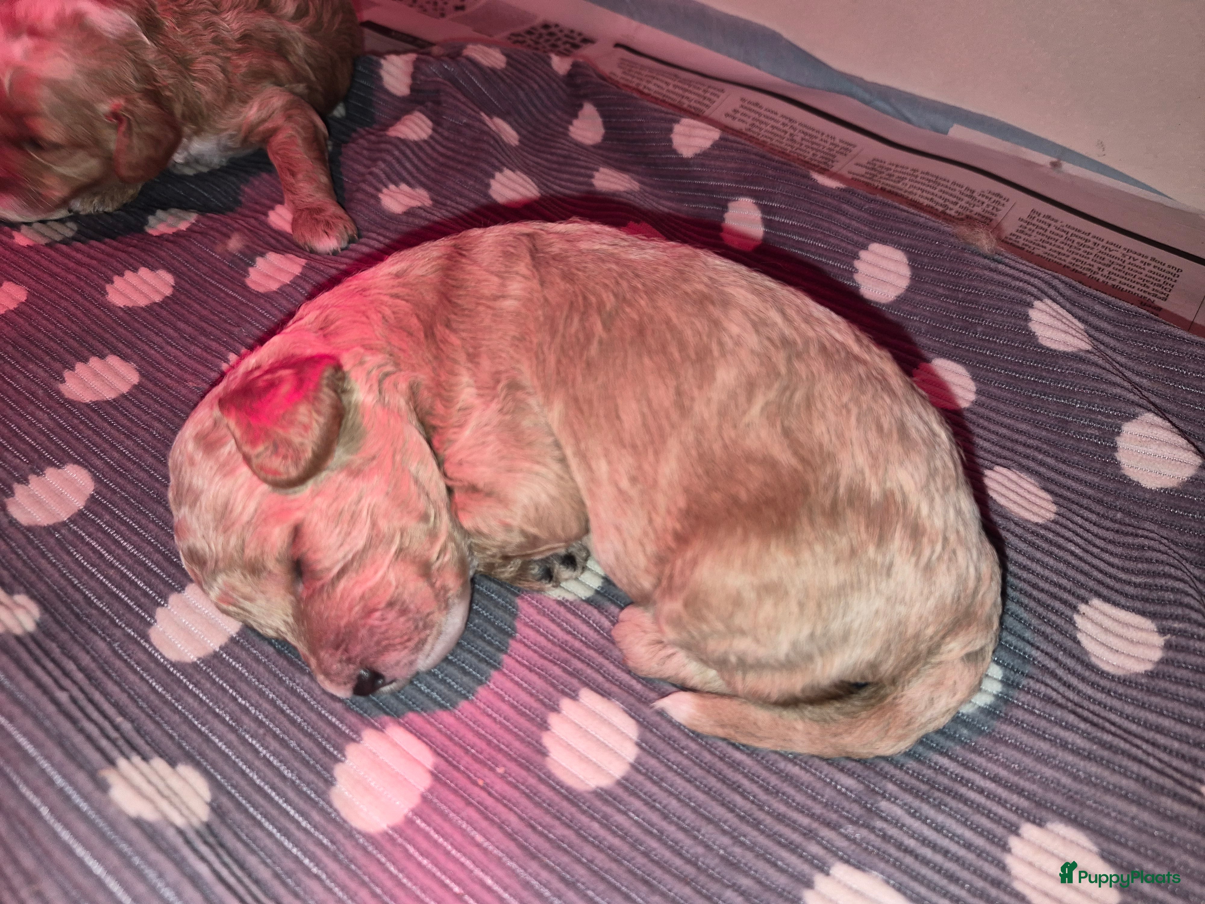 Maltipoo honden Lief mooi maltipoo reutje - Advertentie 2