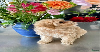 Poedel Toy honden - Advertentie 16