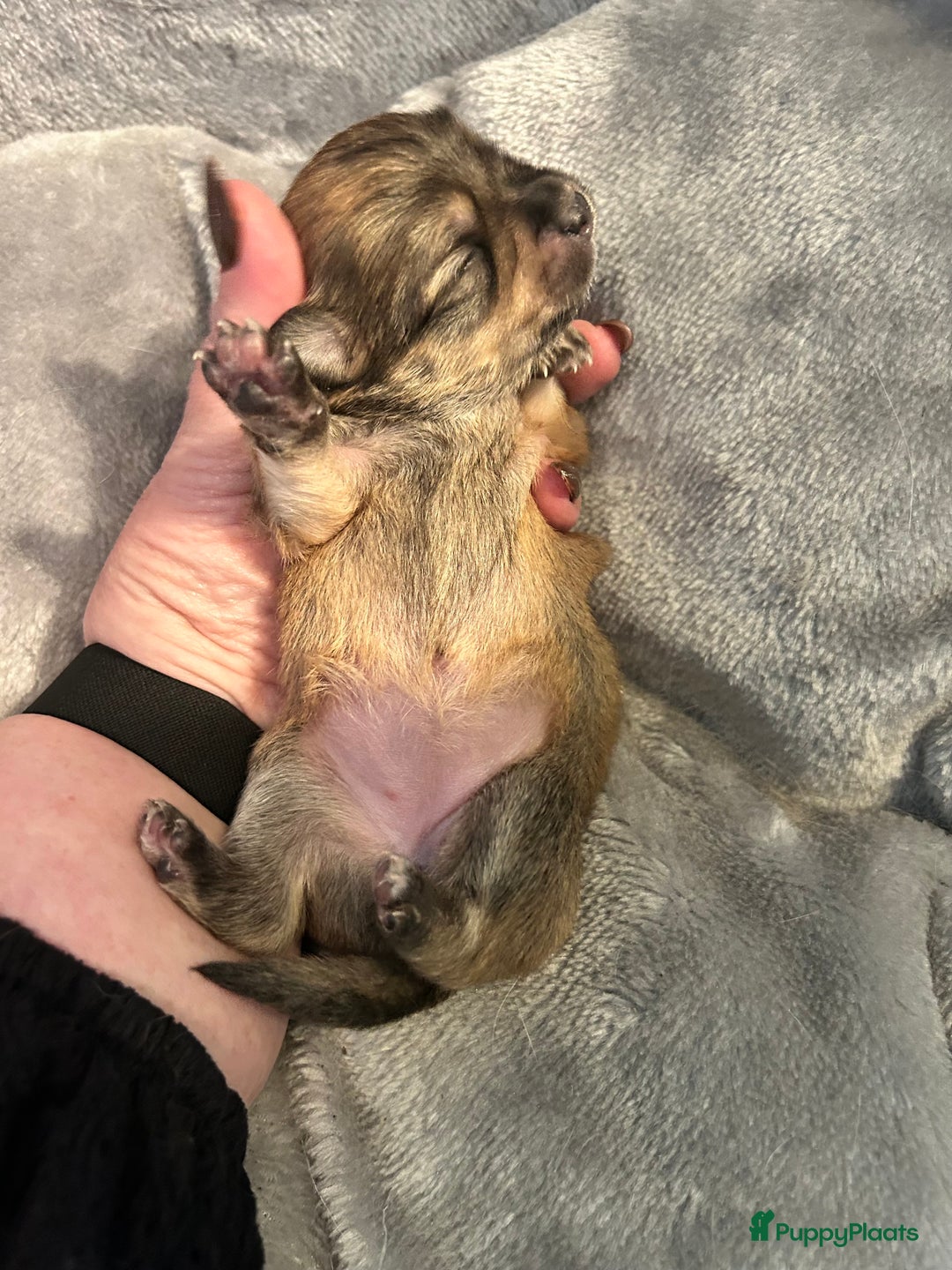 Pomchi honden te koop: Pomchi/pomeriaan - Advertentie 8