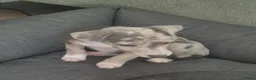 Jack Russel Terriër honden te koop: Een mooi merle teefje te koop - Advertentie 2
