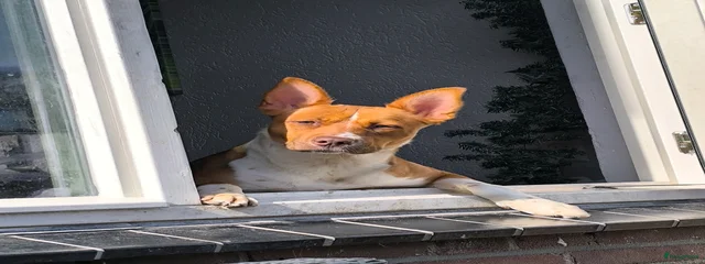 Bella