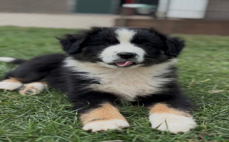 Australian Shepherd honden - Advertentie 3