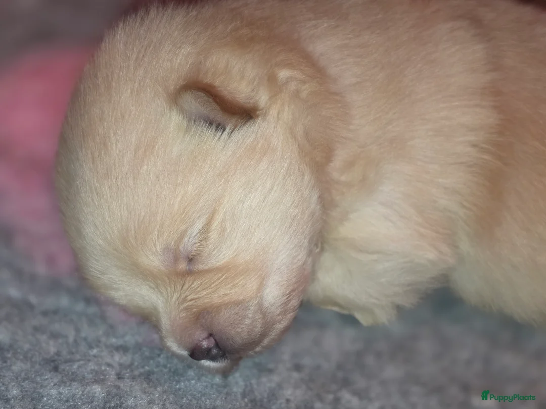 Pomeriaan honden te koop: 🐾 Pomeriaan pup 🐾 - Advertentie 9