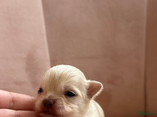 Chihuahua honden Chihuahuas pups - Advertentie 4