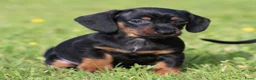 Teckel (korthaar)  honden te koop: Teckel pups - Advertentie 12