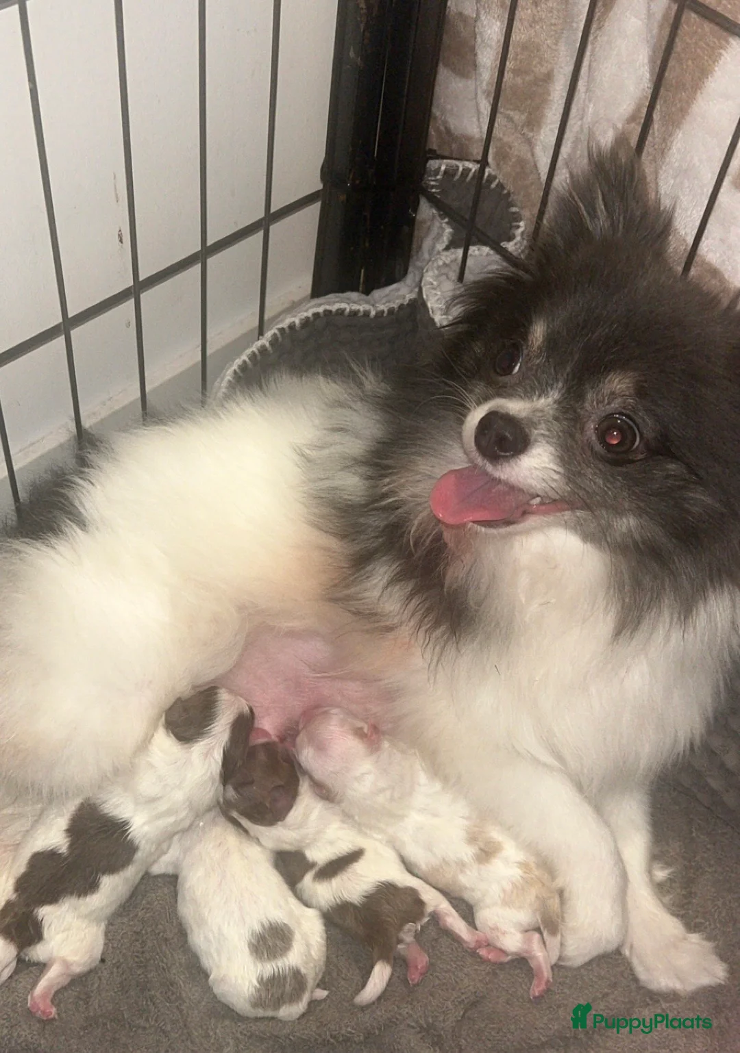 Pomchi honden te koop: Kleine pomchi pups 75% pomeranian 25% chihuahua - Advertentie 12
