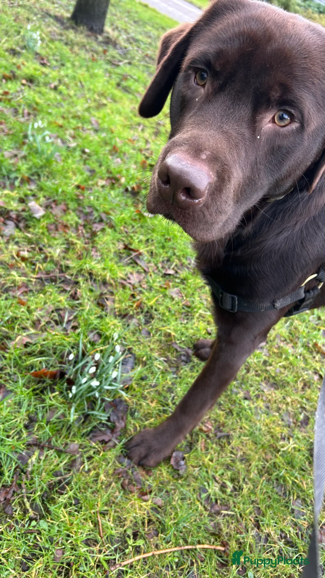 Labrador Retriever honden ter dekking: Mooie reu ter dekking aangeboden  - Advertentie 1