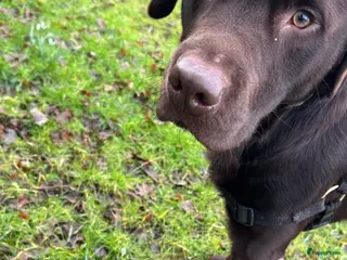 Labrador Retriever honden Mooie reu ter dekking aangeboden - Advertentie 4