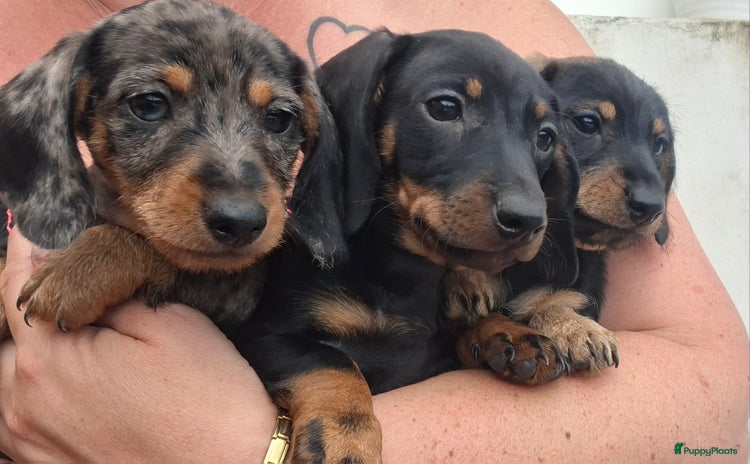 Teckel (korthaar)  honden - Advertentie 4