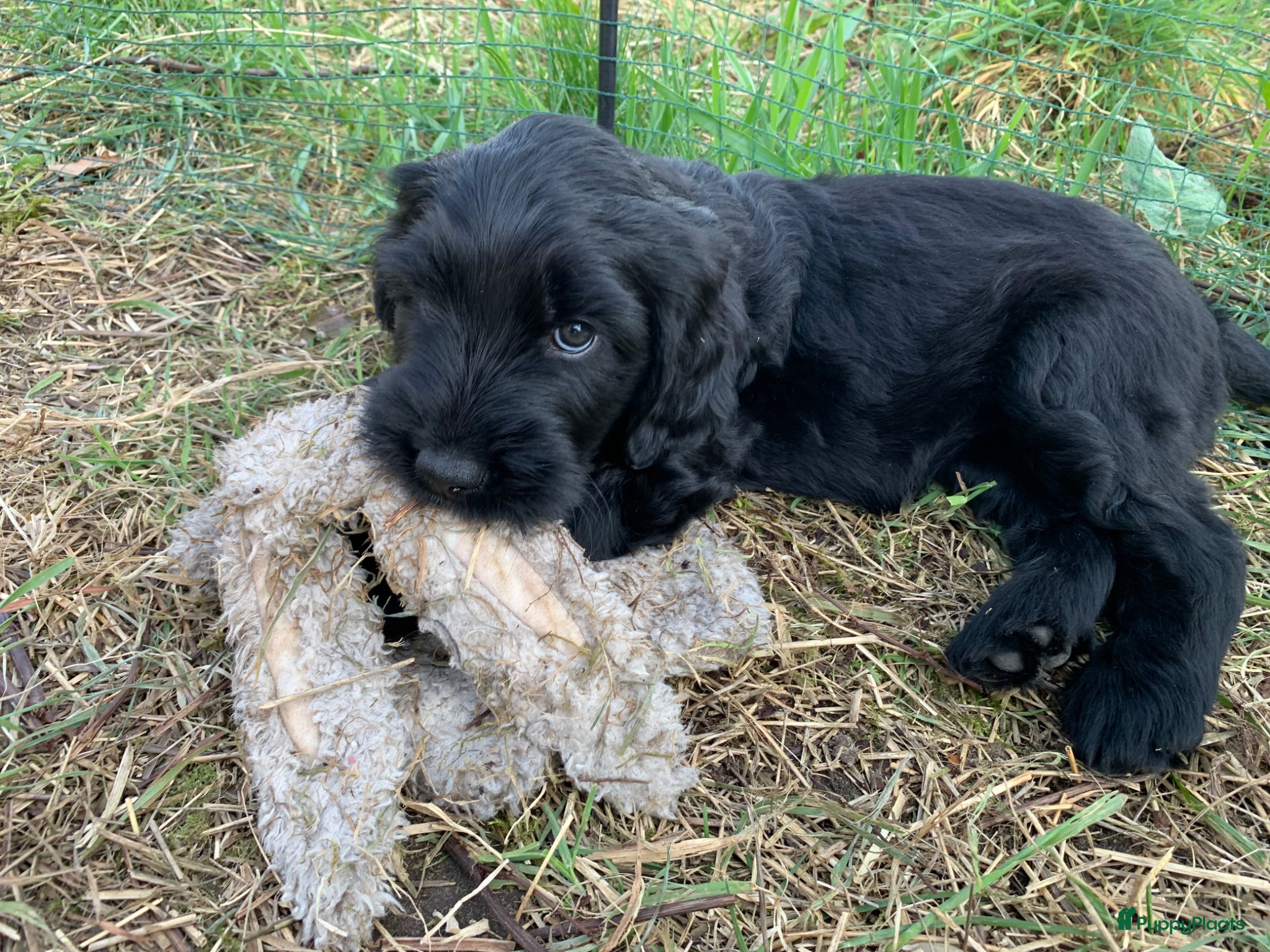Labradoodle honden Lieve mooie pups labradoodle medium - Advertentie 2