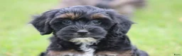 Maltipoo honden te koop: Leuke Maltipoo pups - Advertentie 6