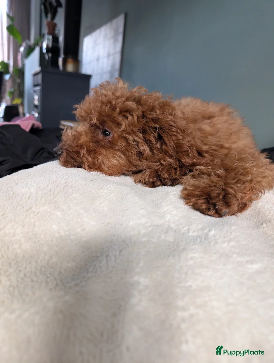 Kruising honden te koop: Toy poedel reutje 16 weken in IJmuiden - Advertentie 2