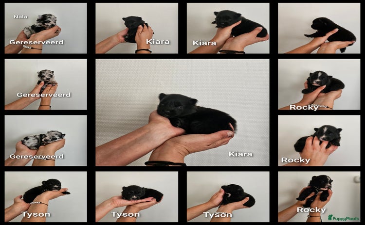 Pomsky honden - Advertentie 5