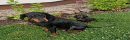 Posavski Gonič honden te koop: Gonczy Polski (Poolse jachthond) teefje 15 weken - Advertentie 8