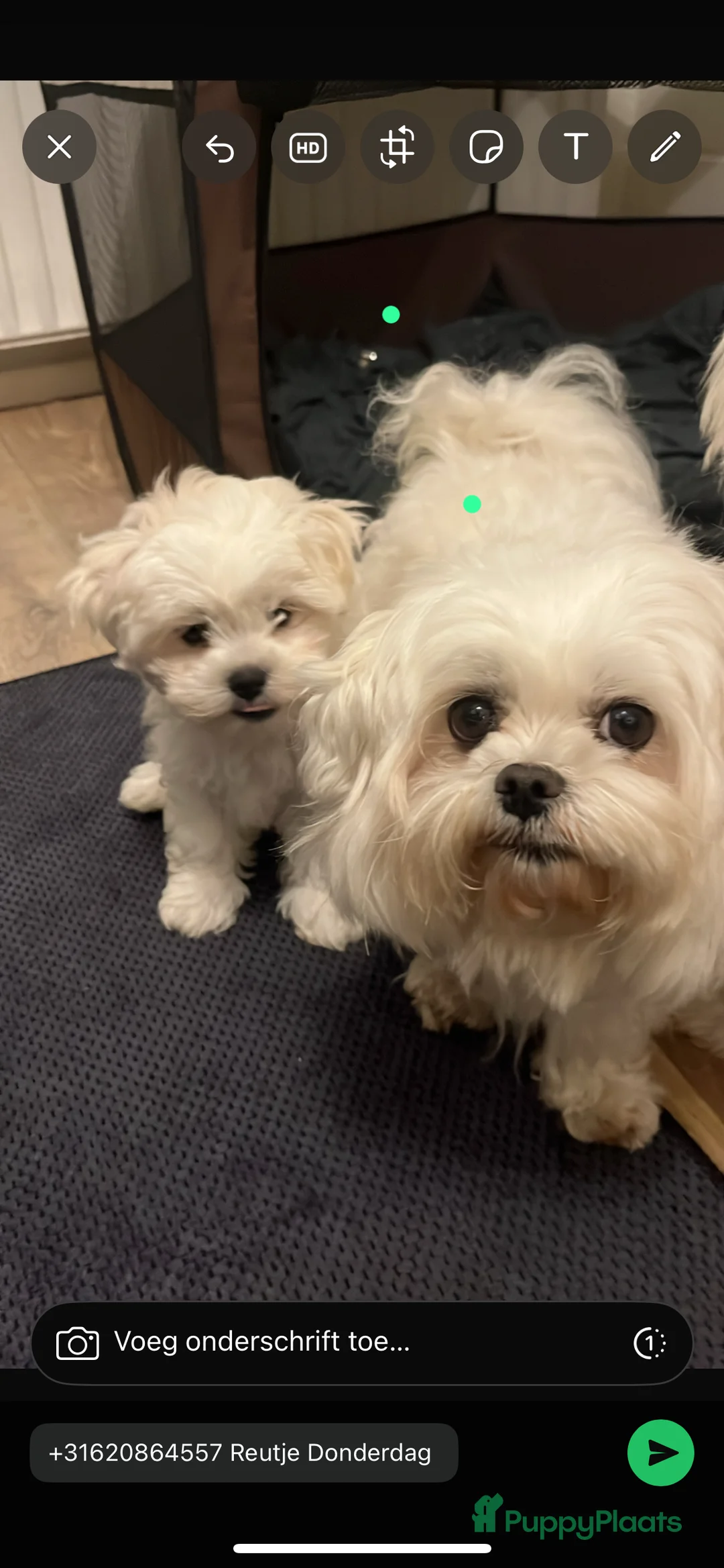 Maltezer honden ter dekking: Maltezer  in Veendam - Advertentie 8