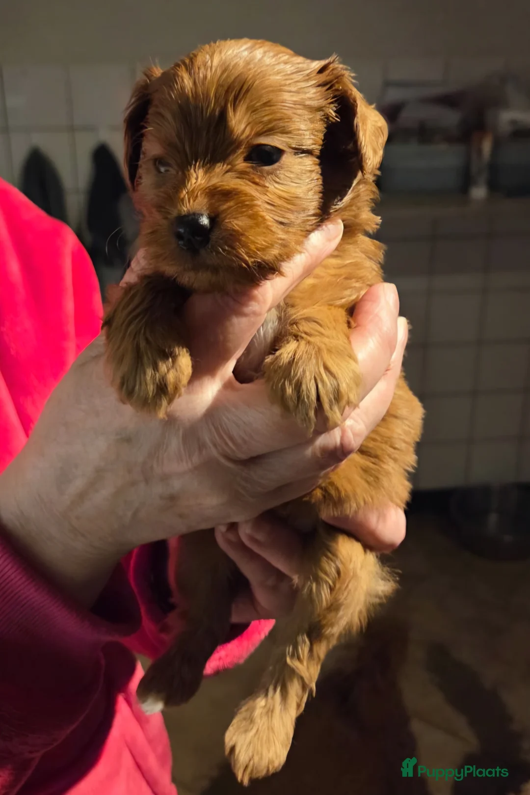 Labradoodle honden te koop: Mini doodle - Advertentie 5