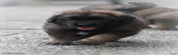 Leonberger honden te koop: Leonberger pups met stamboom  - Advertentie 4