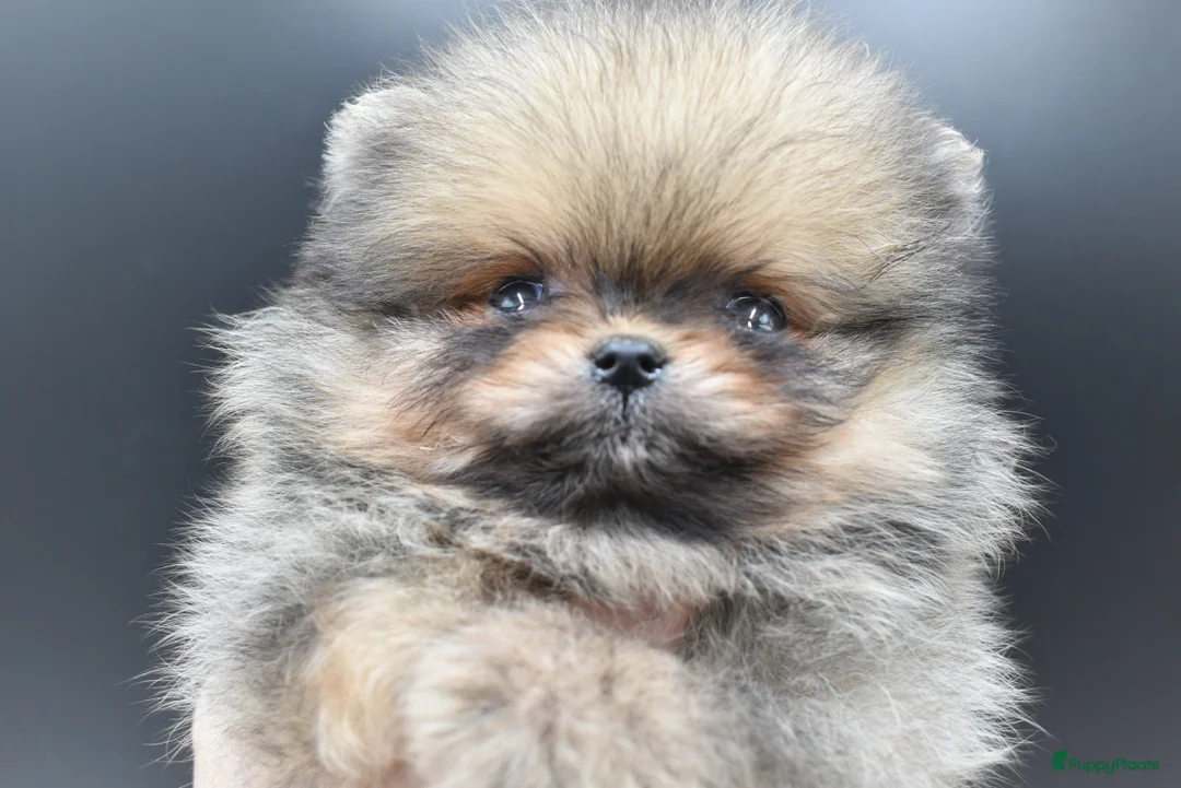 Galerij afbeelding {{count}}