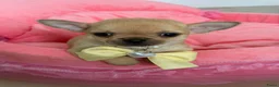 Chihuahua honden te koop: Chihuahua pup - Advertentie 2