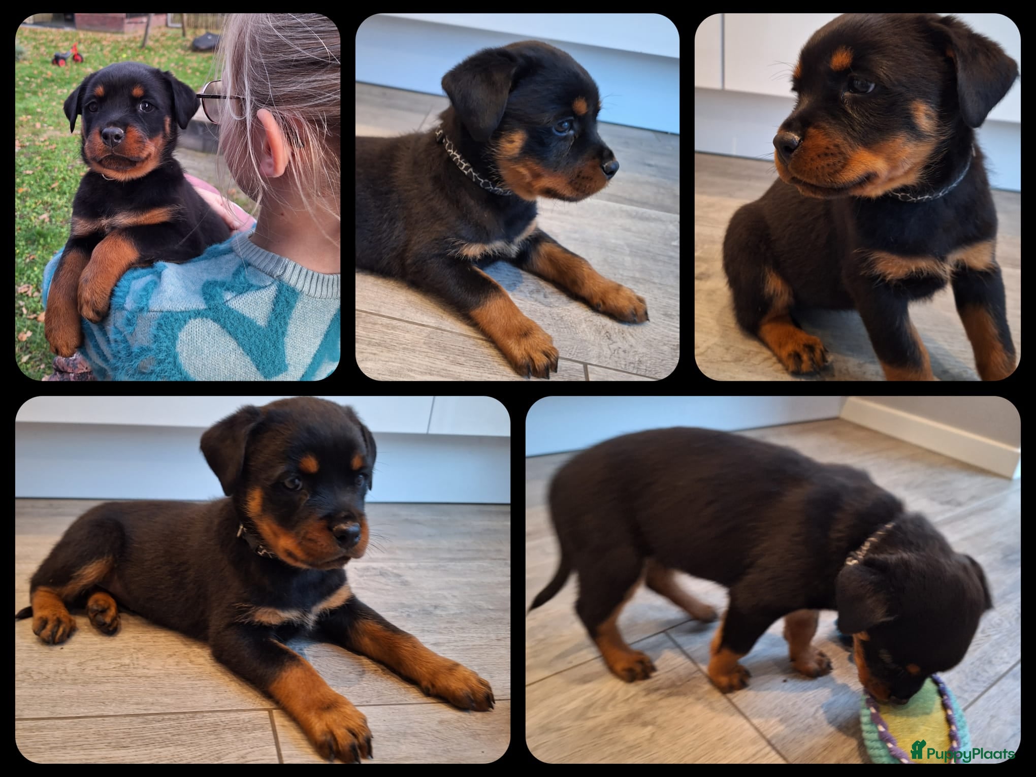 Rottweiler honden Prachtige Rottweiler pups met STAMBOOM en GARANTIE - Advertentie 1